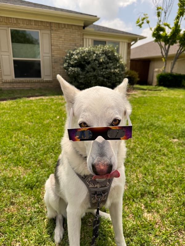 White shepherd wearing eclipse glasses